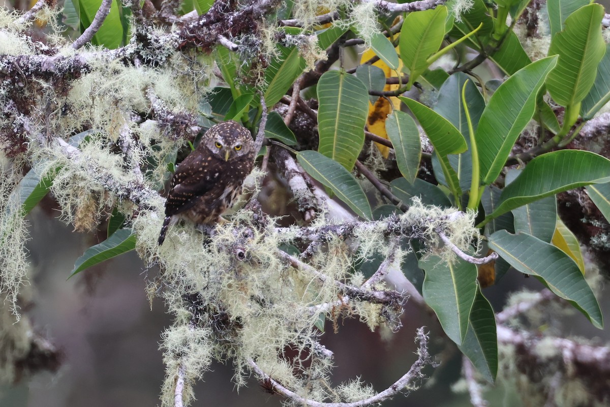 Боливийский сычик - ML644327934