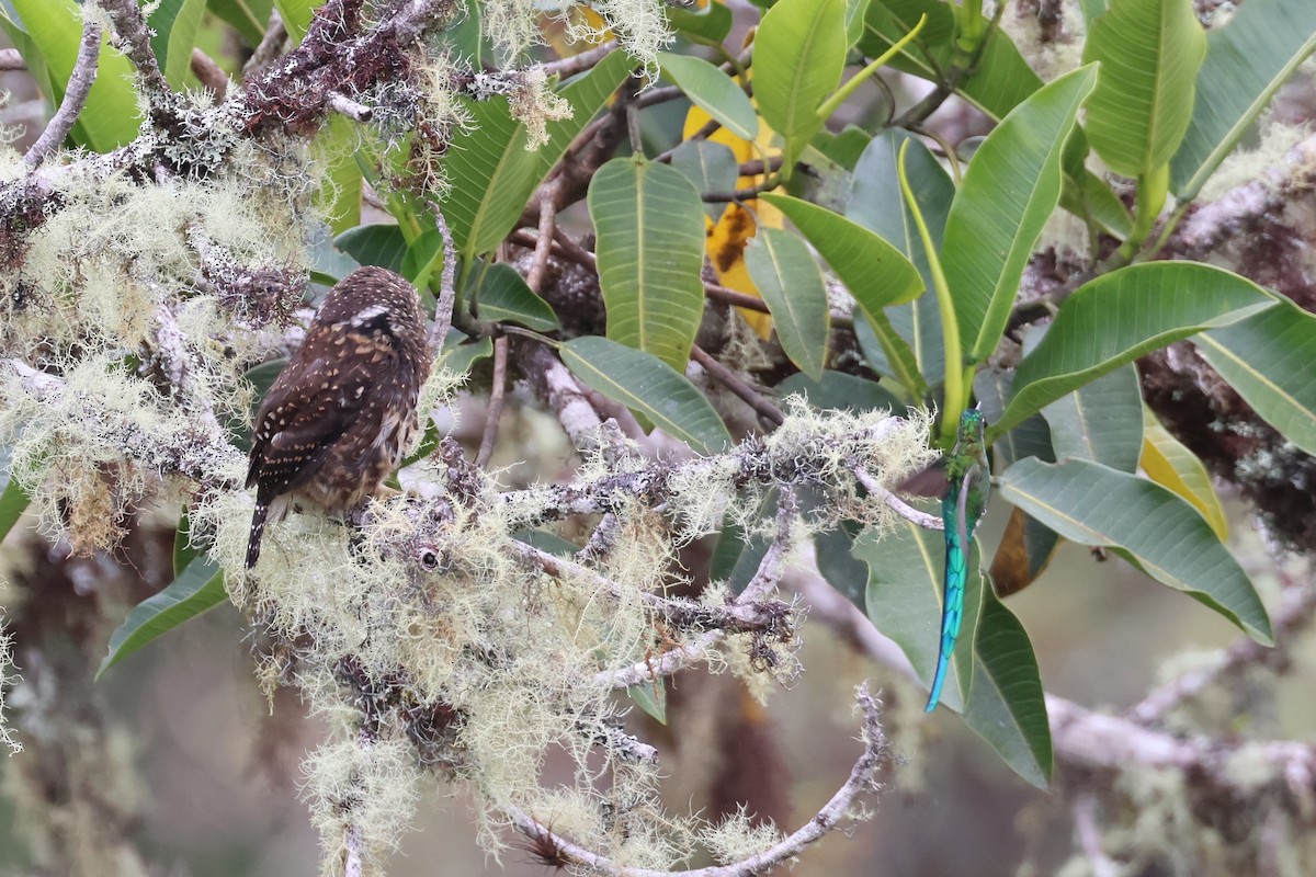 Боливийский сычик - ML644327935