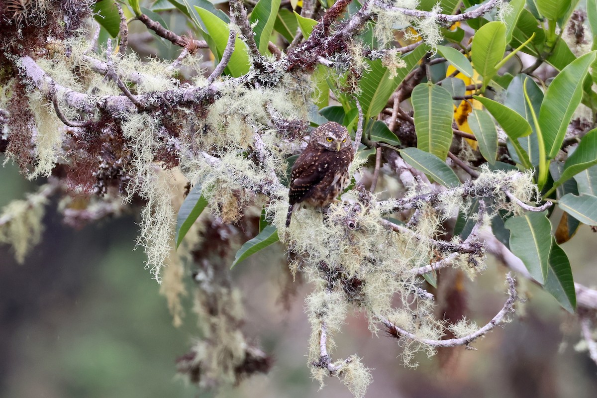 Боливийский сычик - ML644327936