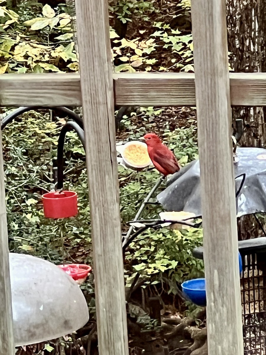 Summer Tanager - ML644327951