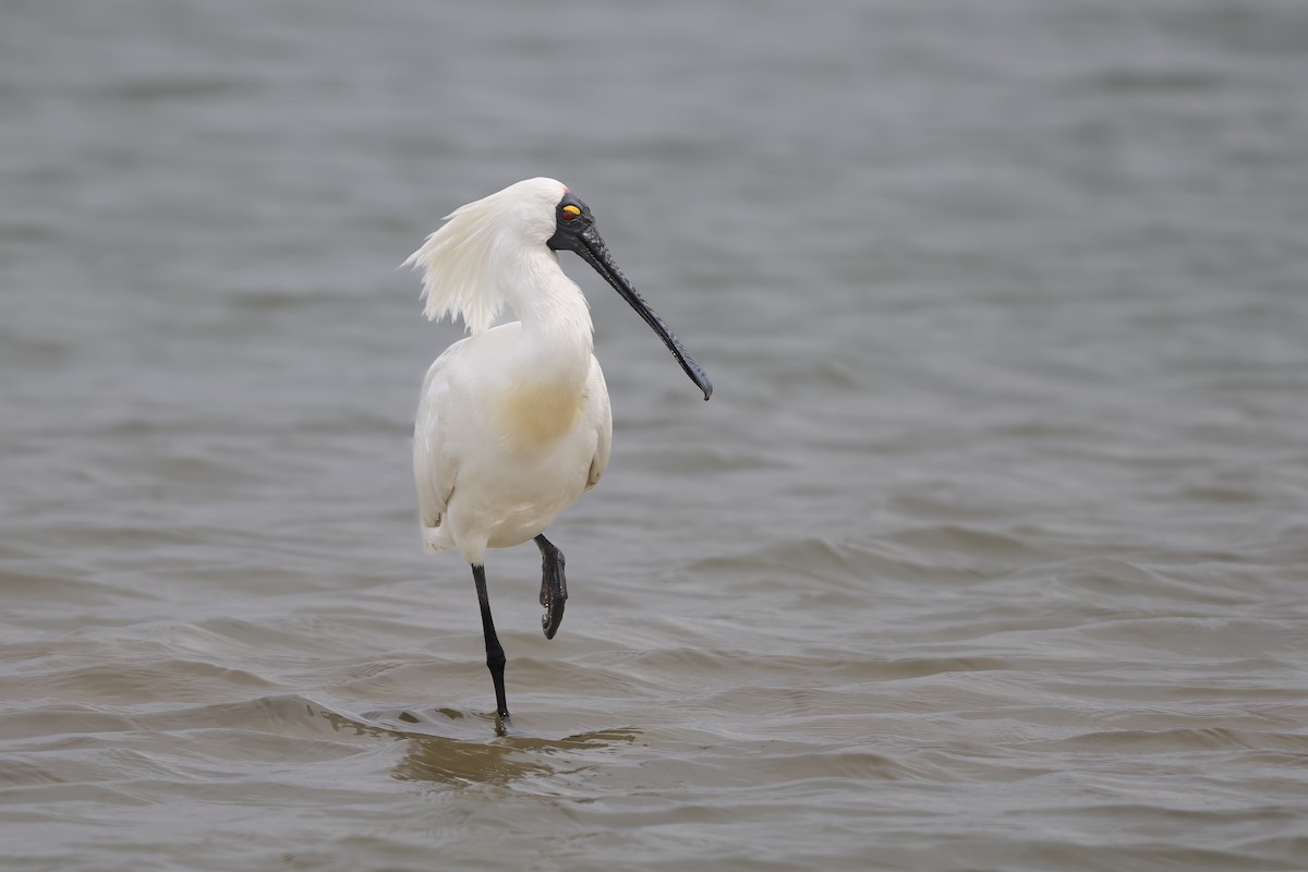 Royal Spoonbill - ML644327966