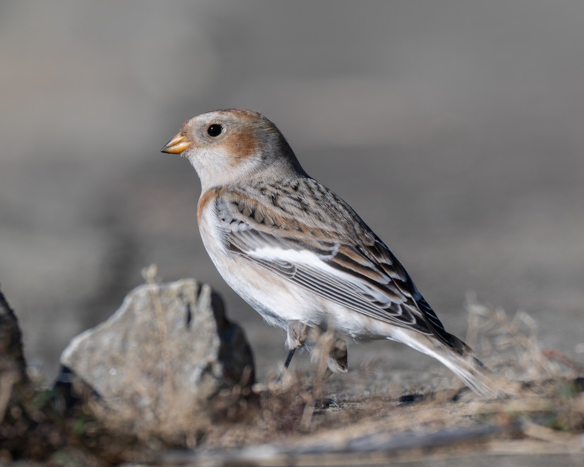 Schneeammer - ML644327967