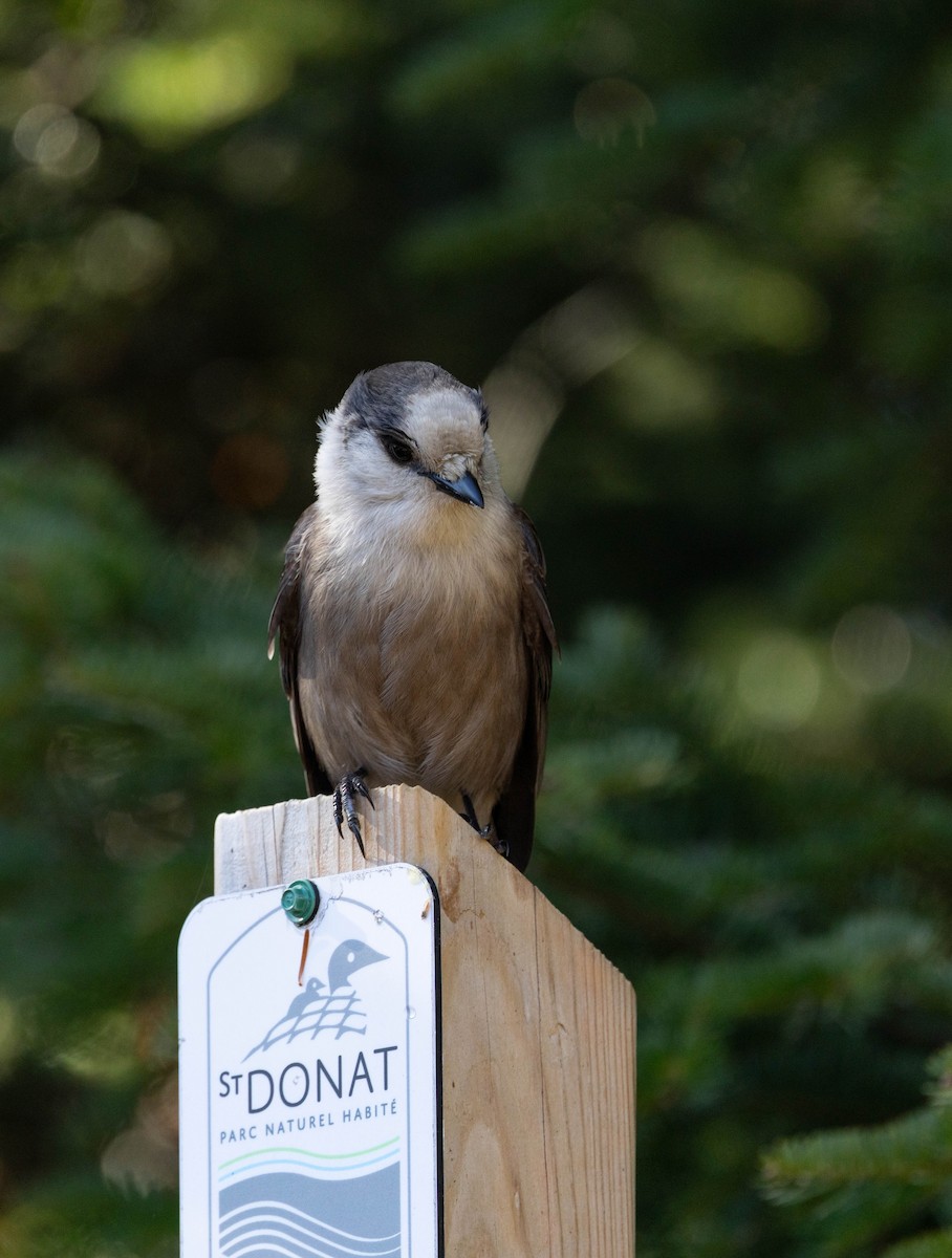 gråskrike - ML644327968