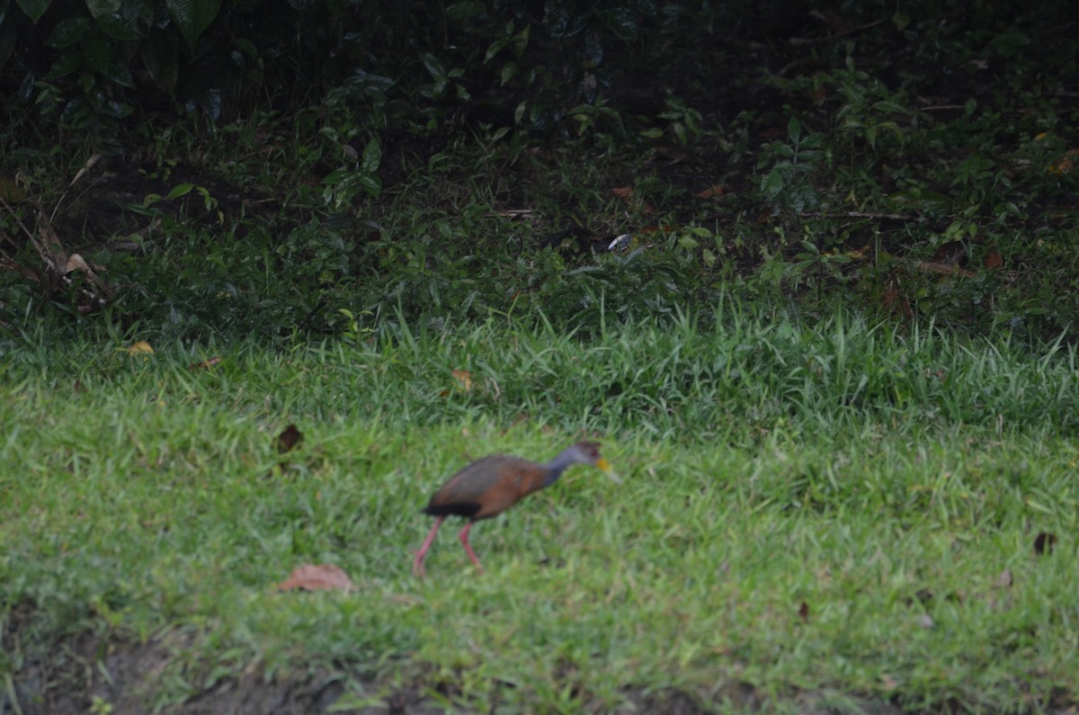 Russet-naped Wood-Rail - ML644327976