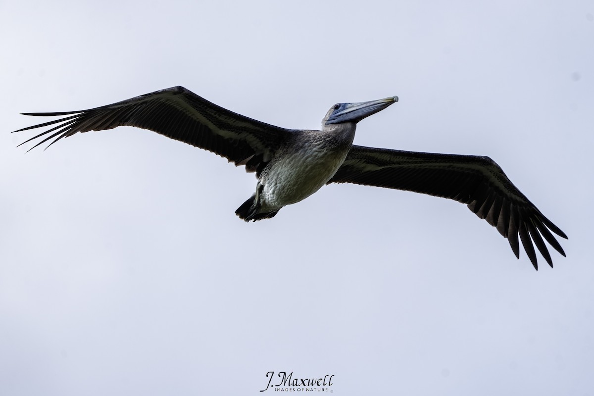 Brown Pelican - John Salisbury