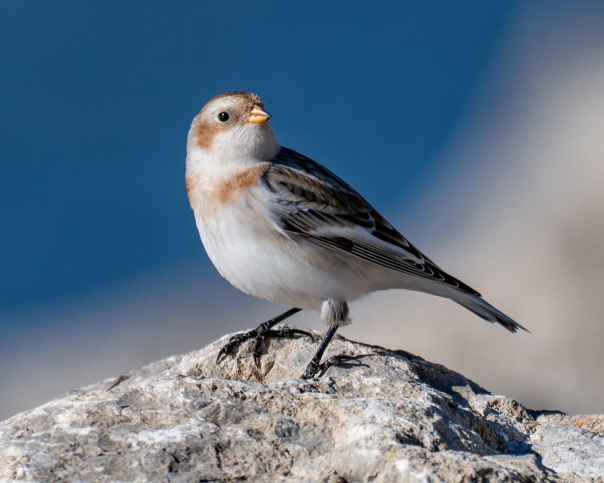 Schneeammer - ML644328005