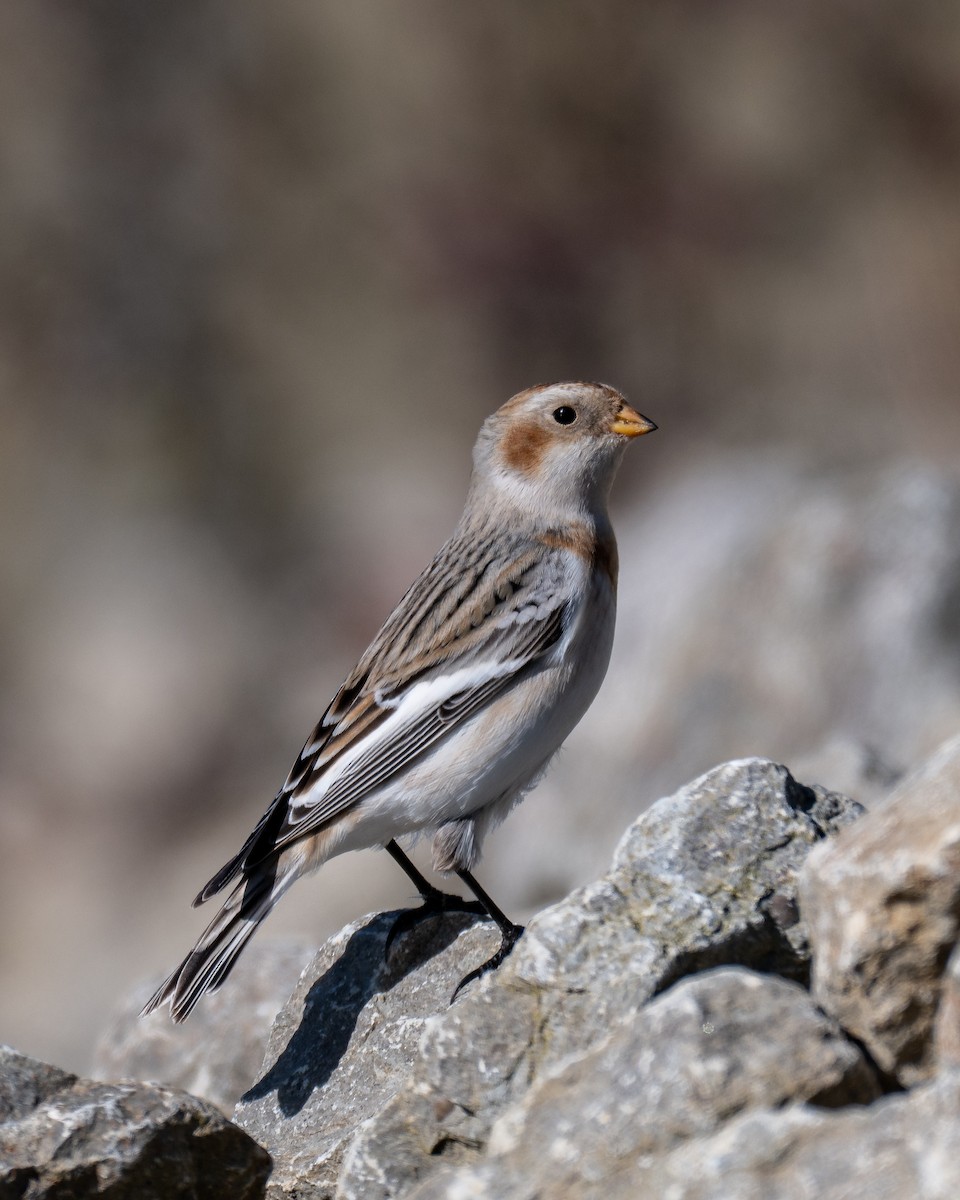 Schneeammer - ML644328006