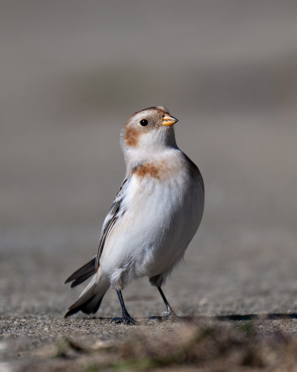 Schneeammer - ML644328007