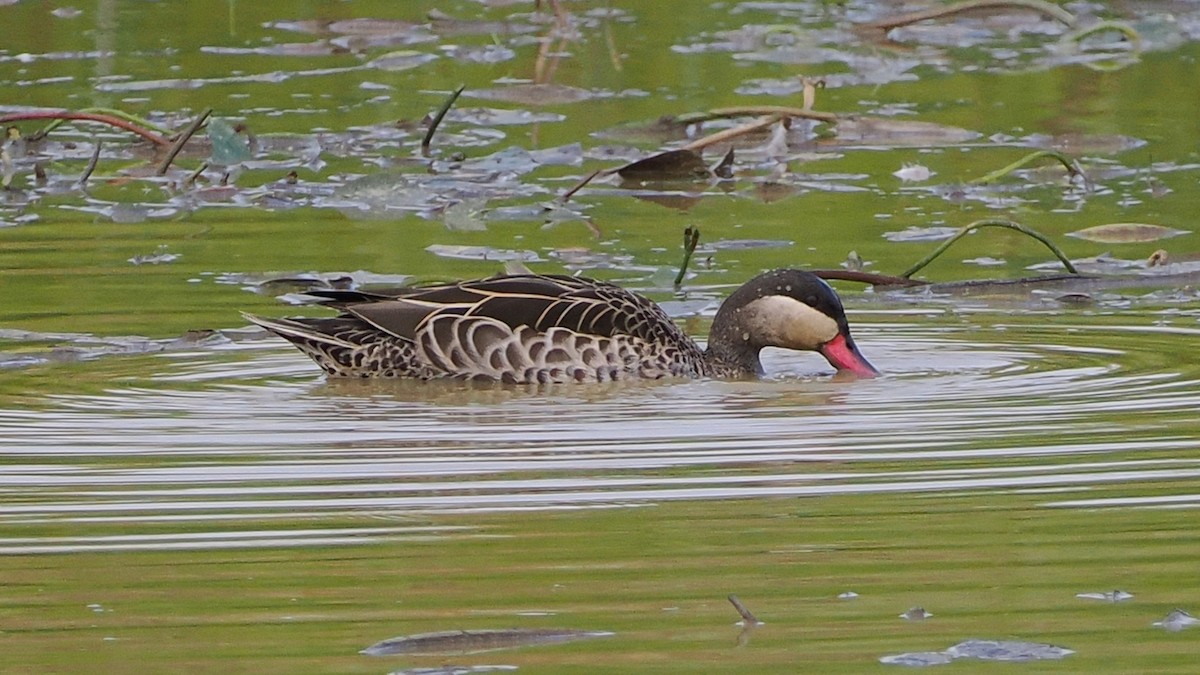 Red-billed Duck - ML644328008