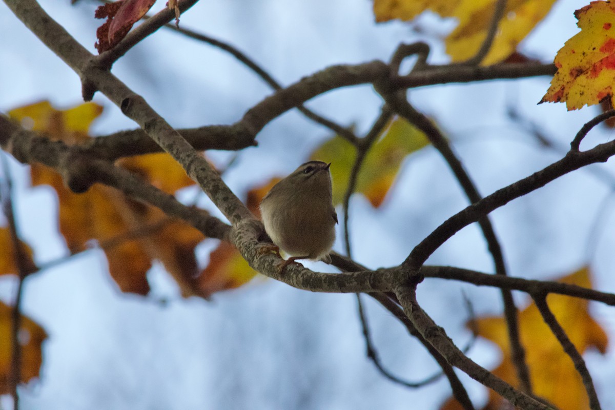 ildkronefuglekonge - ML644328019