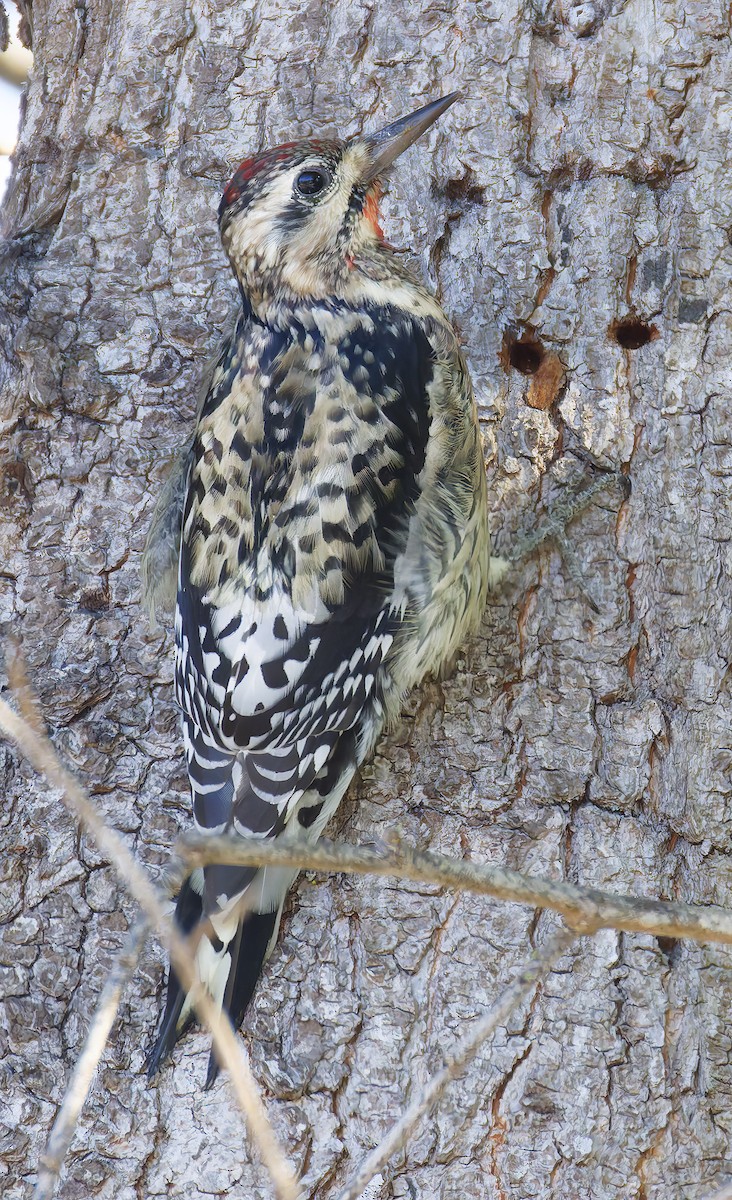 シルスイキツツキ - ML644328021