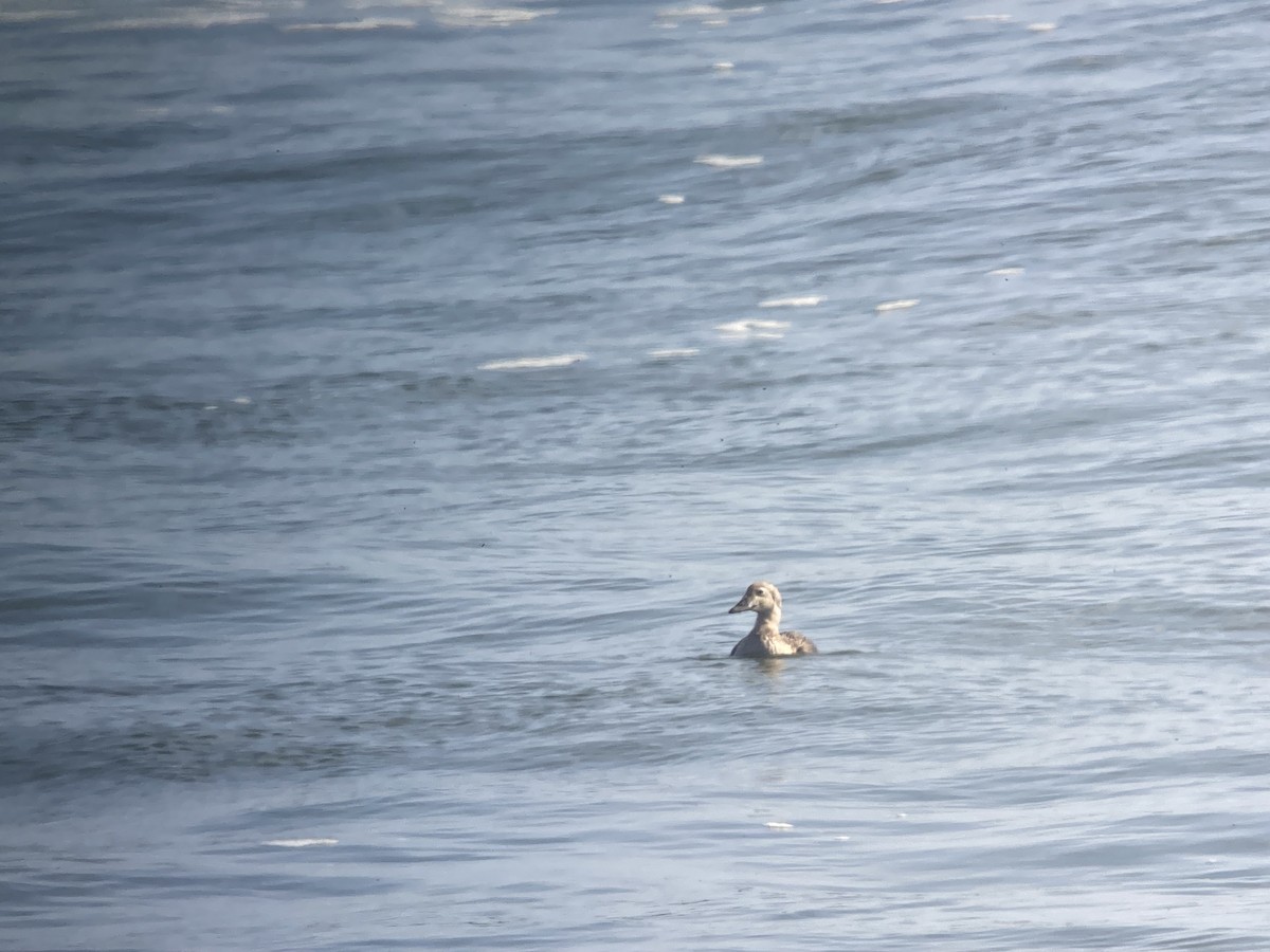 praktærfugl - ML644328023