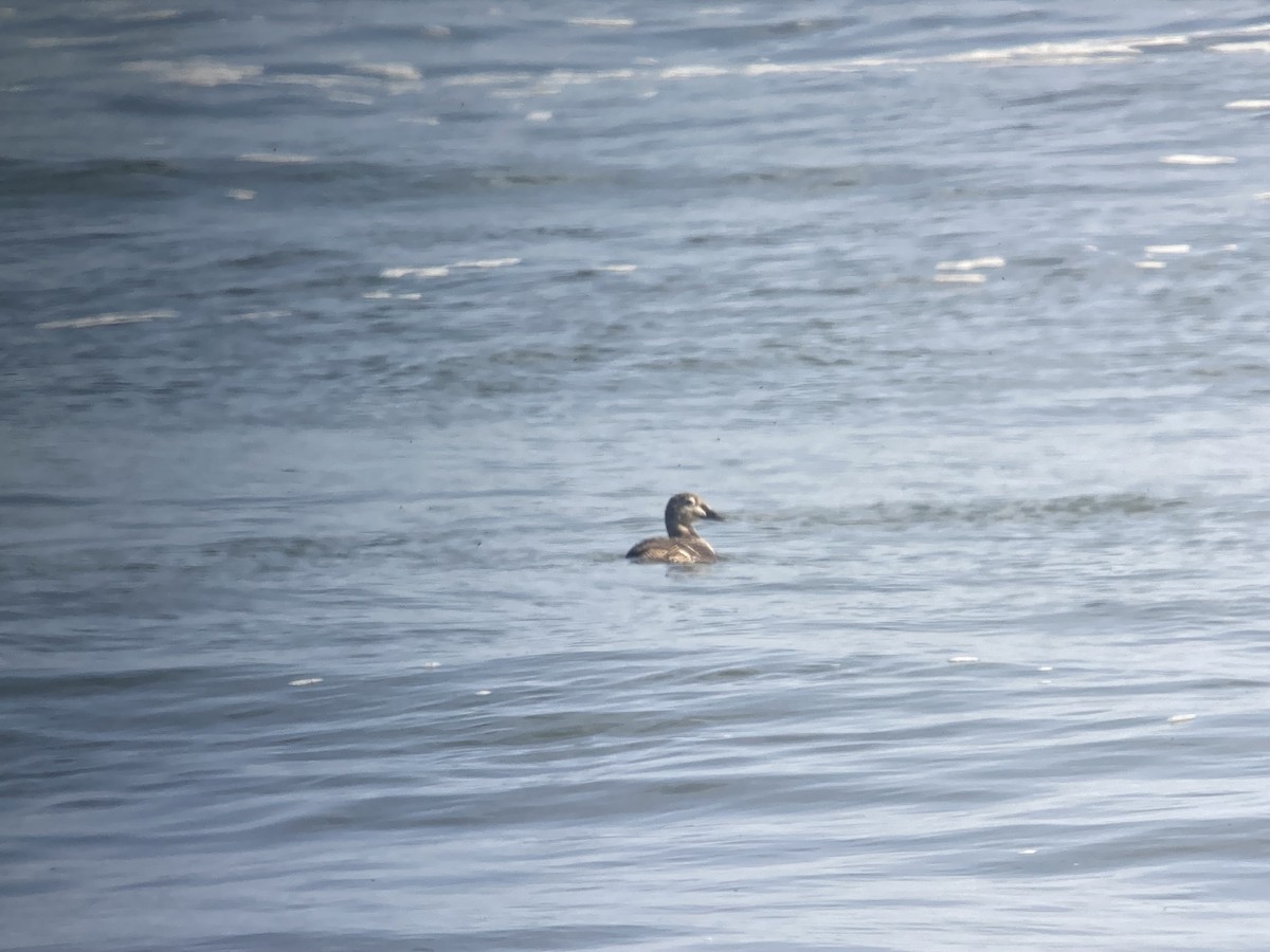 praktærfugl - ML644328024