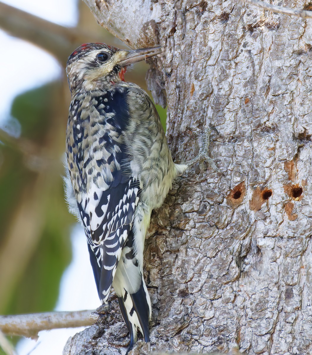 シルスイキツツキ - ML644328030