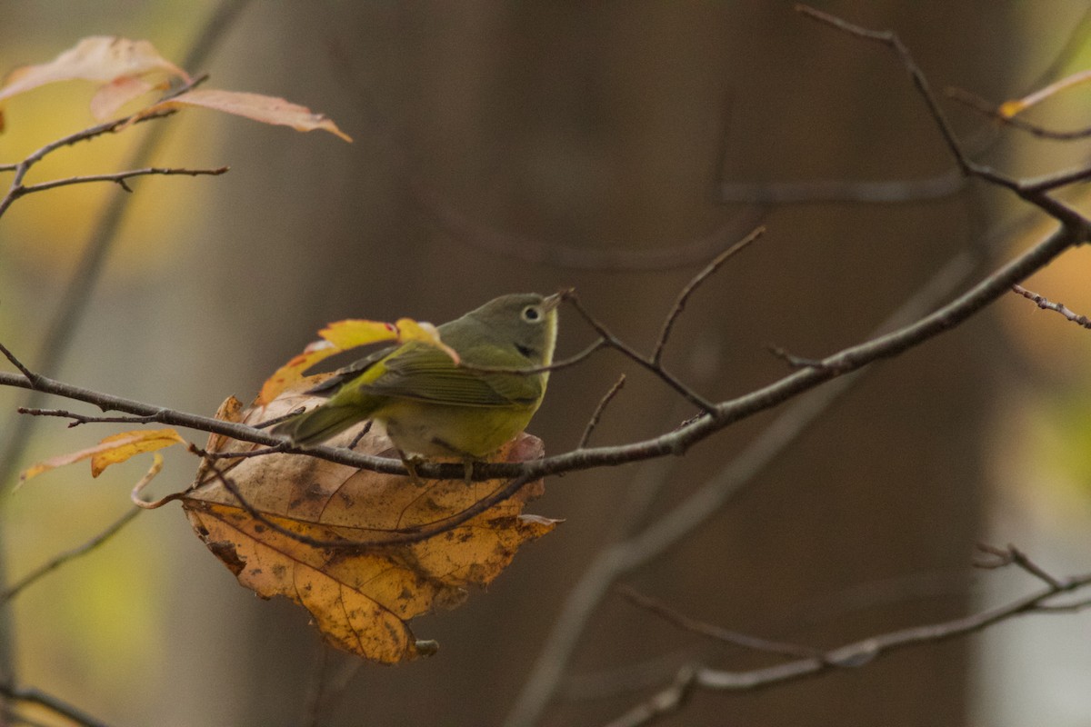 bjørkeparula - ML644328033