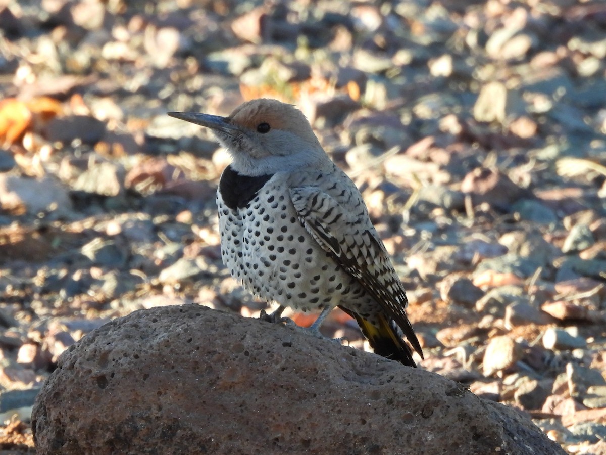 Gilded Flicker - ML644328034
