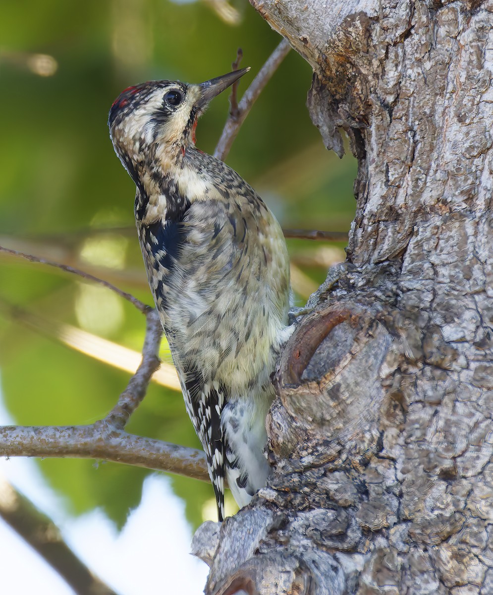 シルスイキツツキ - ML644328035