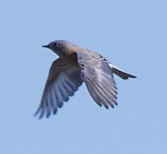 salašník západní - ML644328036