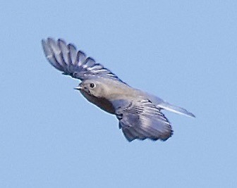 salašník západní - ML644328047