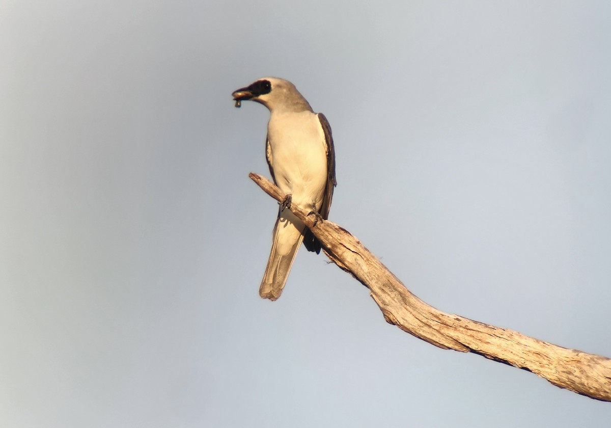 White-bellied Cuckooshrike - Jay VanderGaast