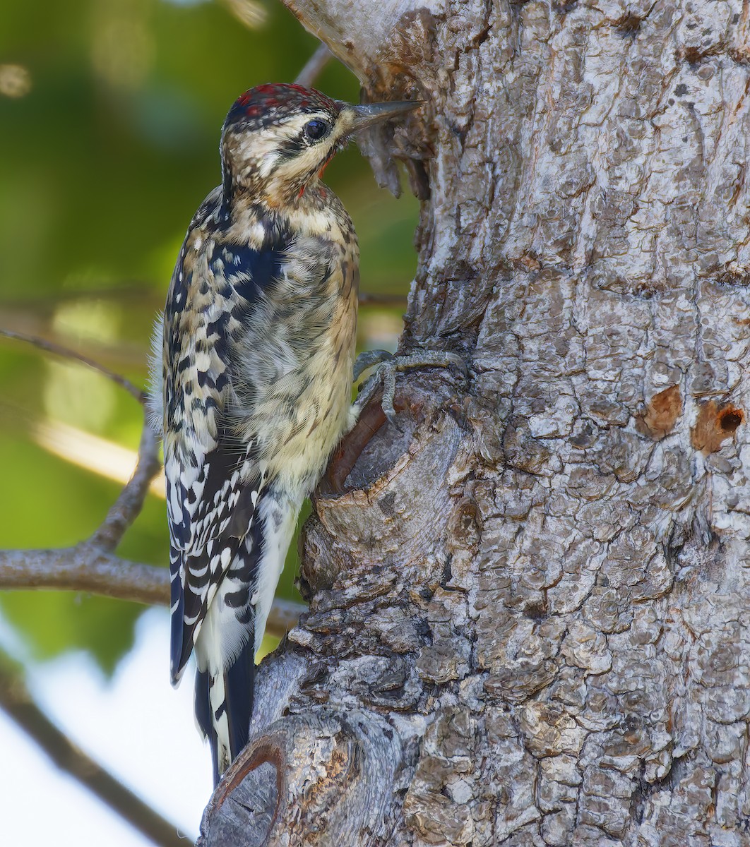 シルスイキツツキ - ML644328050