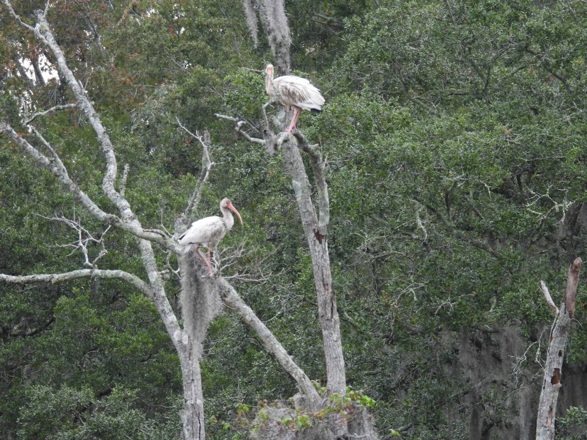 White Ibis - ML644328062