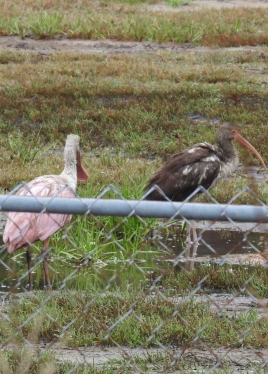 White Ibis - ML644328074