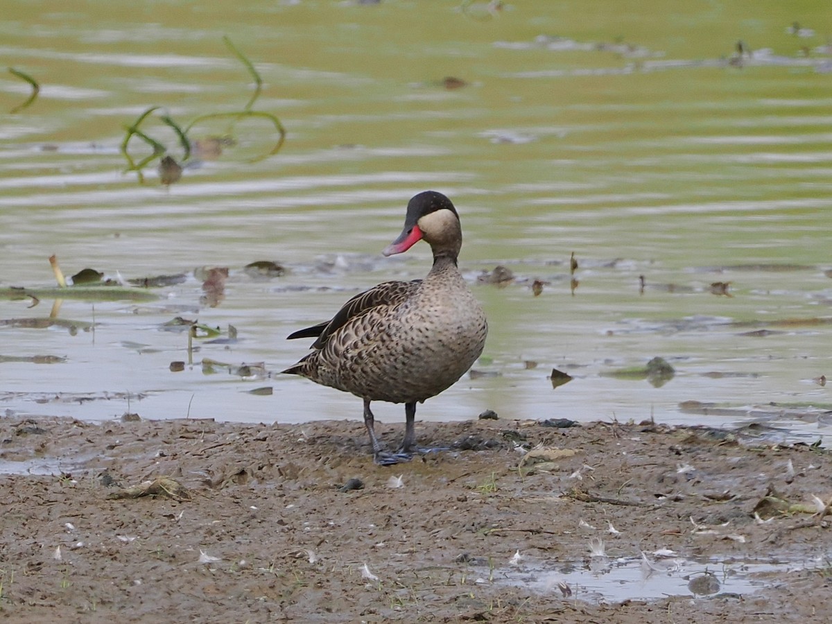 Red-billed Duck - ML644328078