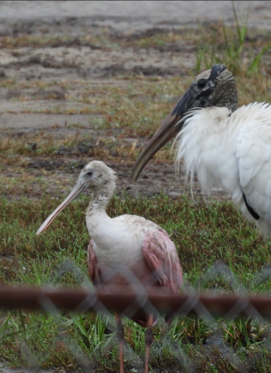 Roseate Spoonbill - ML644328084