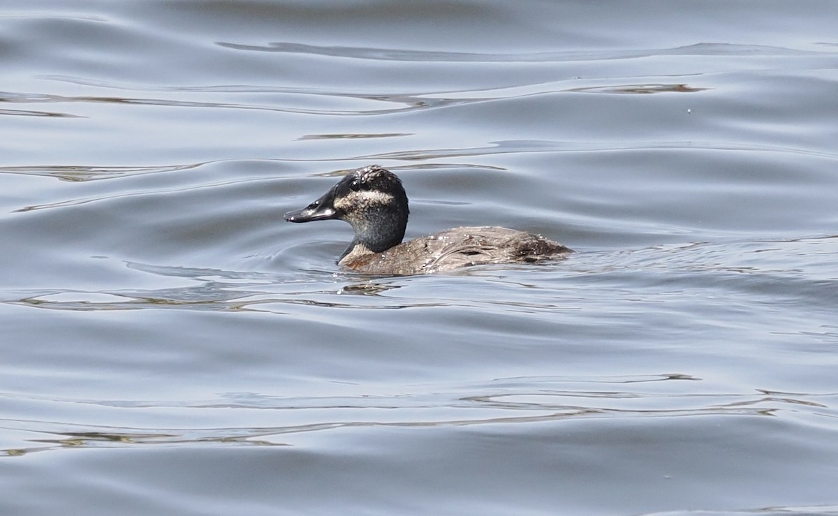 Maccoa Duck - ML644328090