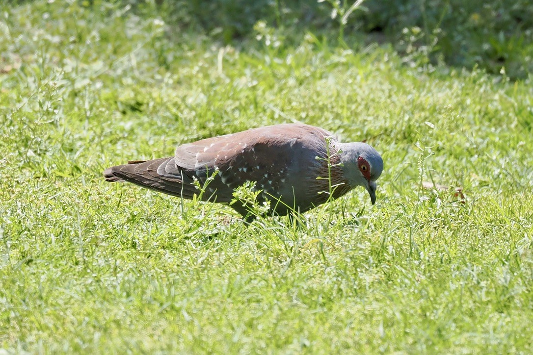 Uso ginearra - ML644328092