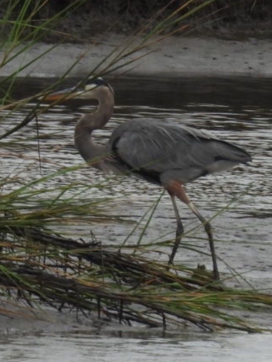 Great Blue Heron - ML644328093
