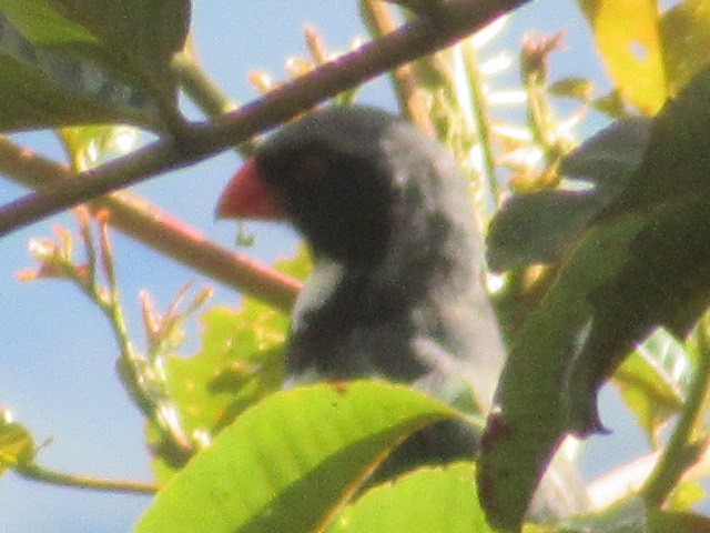 Masked Saltator - ML644328099