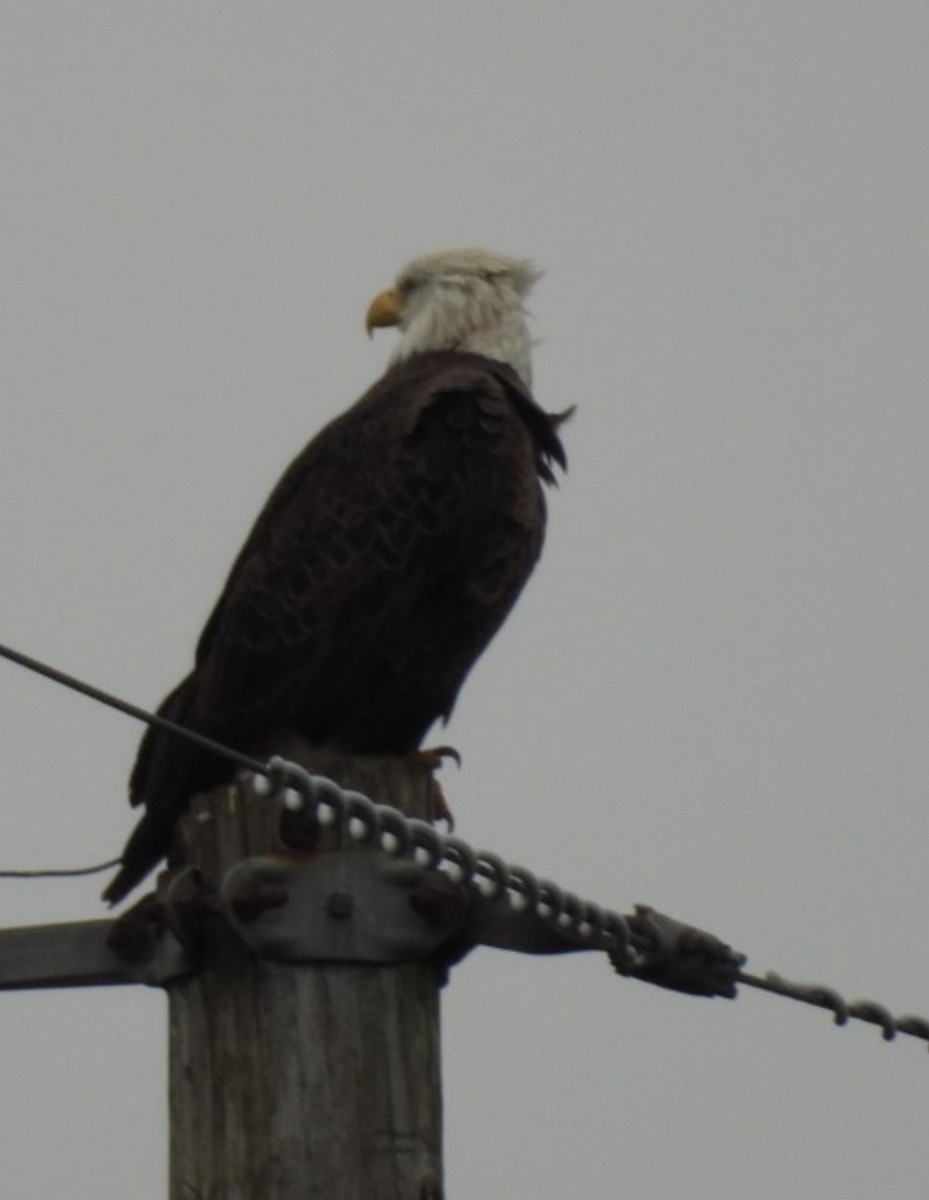 Bald Eagle - ML644328102