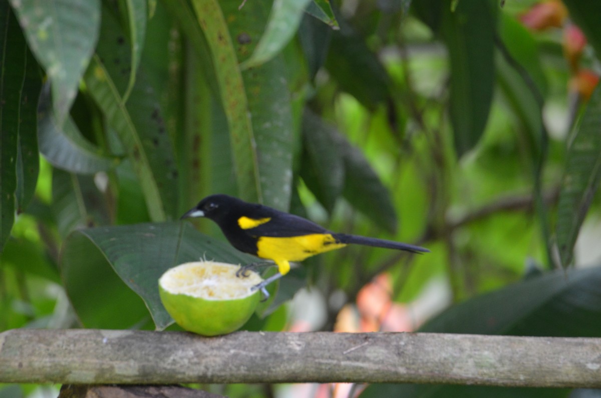 Black-cowled Oriole - ML644328108