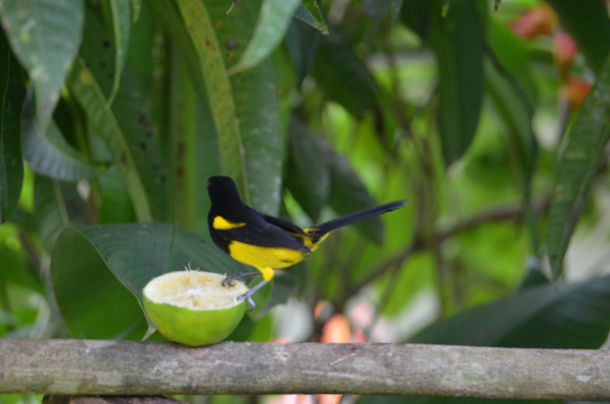 Black-cowled Oriole - ML644328109