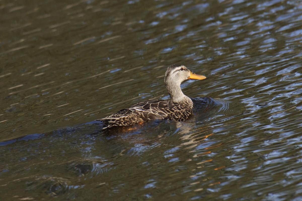 Mexican Duck - ML644328113
