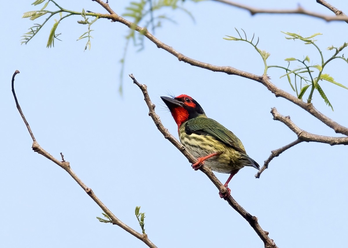Al Göğüslü Barbet (roseus) - ML644328116