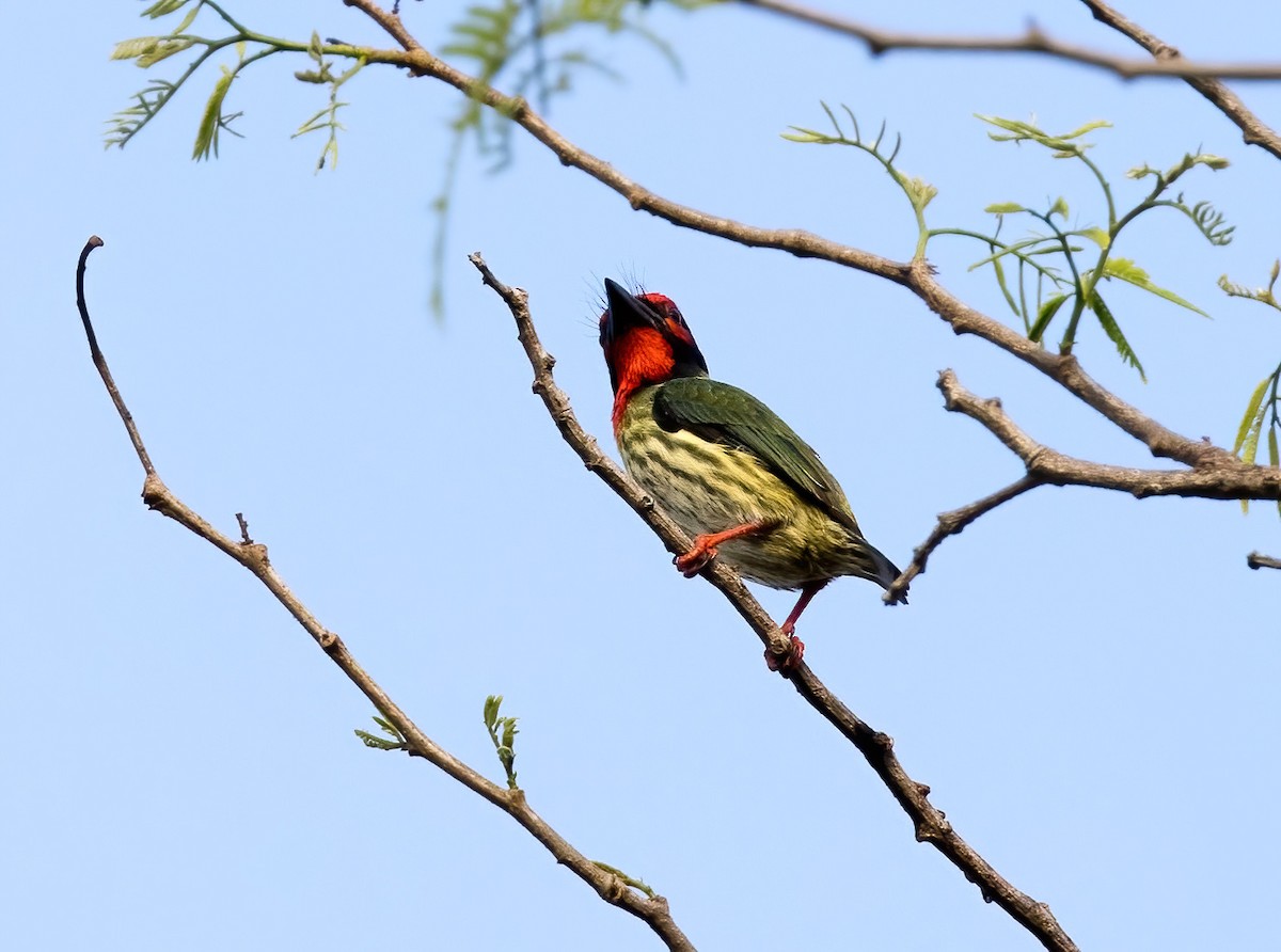 Al Göğüslü Barbet (roseus) - ML644328117
