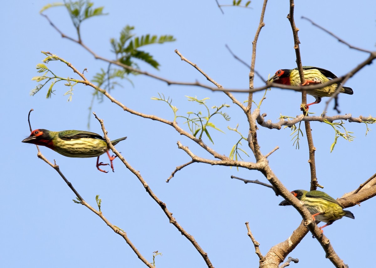 Al Göğüslü Barbet (roseus) - ML644328118