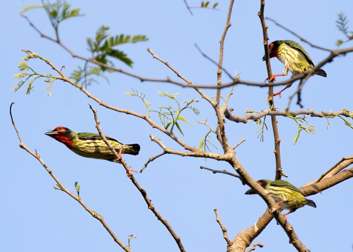 Al Göğüslü Barbet (roseus) - ML644328119