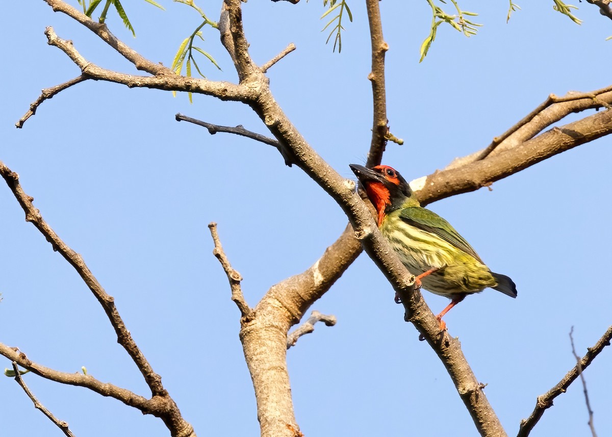 Al Göğüslü Barbet (roseus) - ML644328120