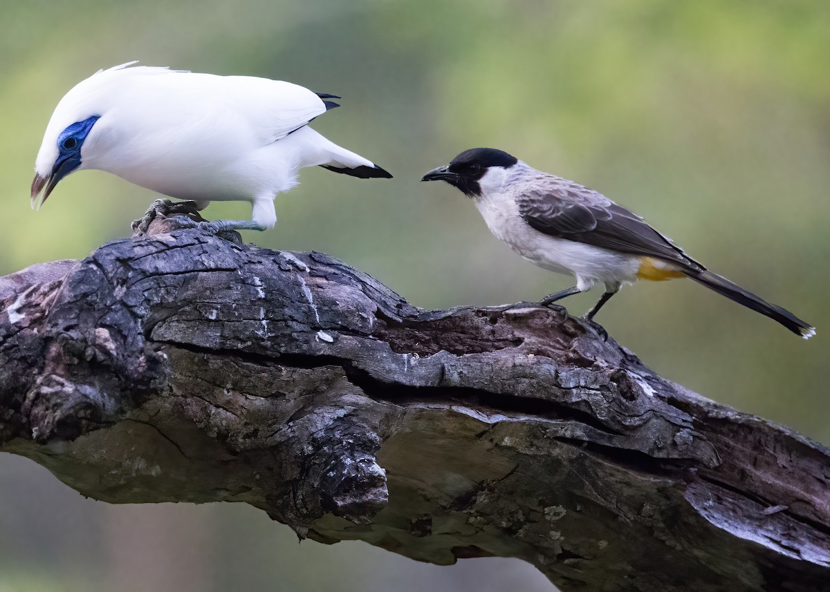 Sooty-headed Bulbul - ML644328136