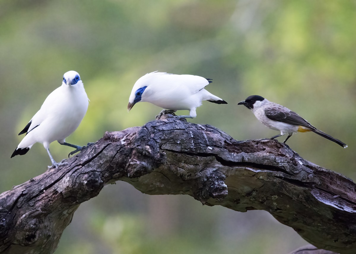 Sooty-headed Bulbul - ML644328137