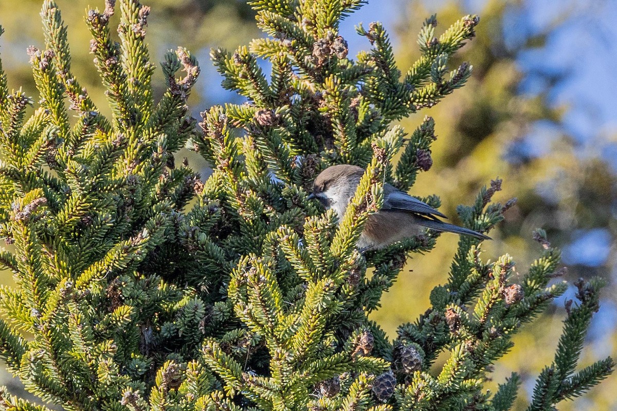Mésange à tête brune - ML644328142