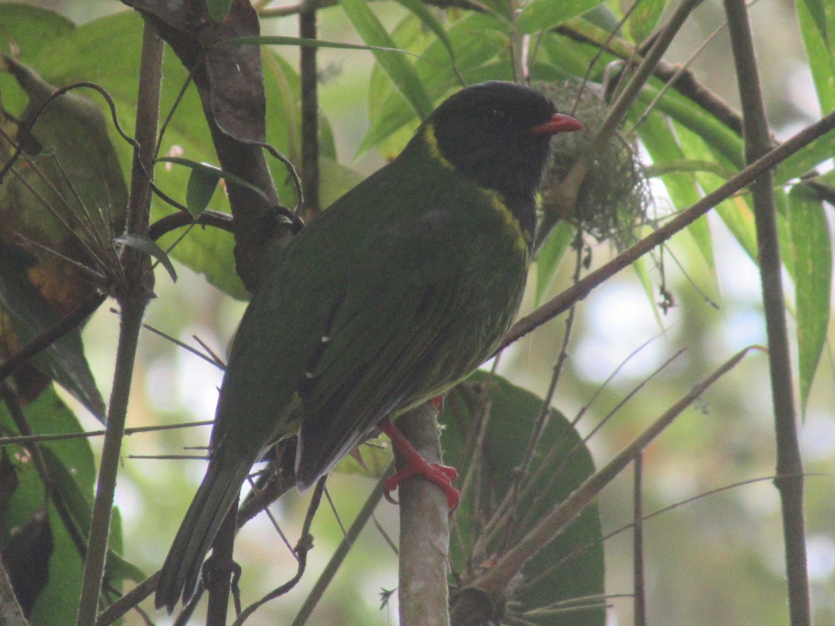 Green-and-black Fruiteater - ML644328144