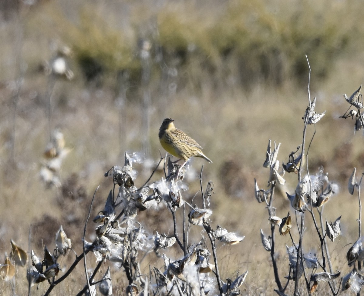 Eastern Meadowlark - ML644328159