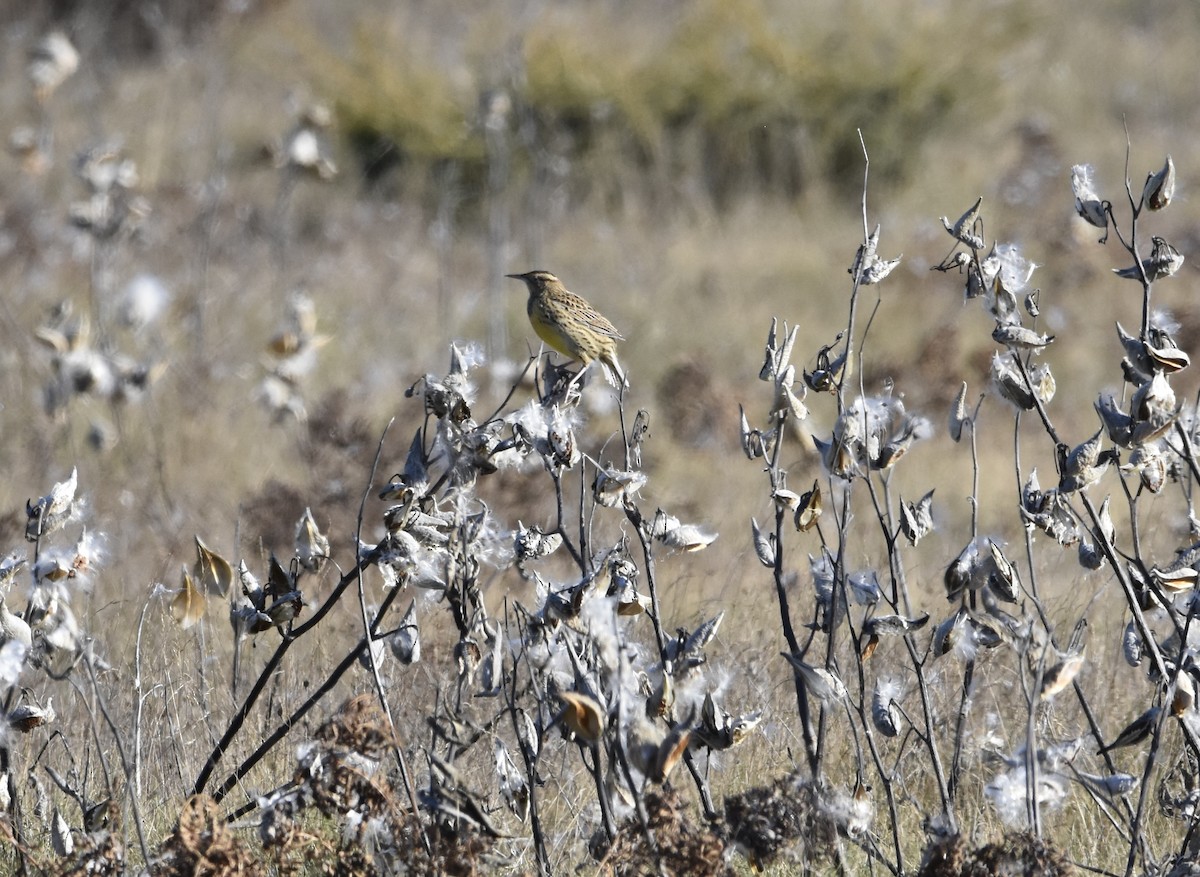 Eastern Meadowlark - ML644328163