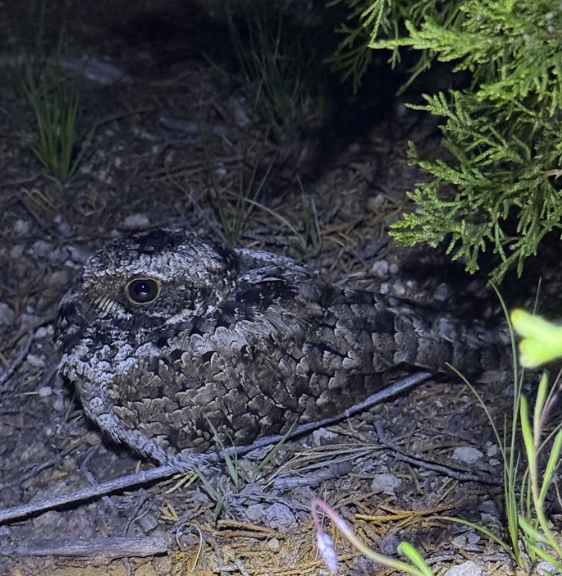 Пораке чорнощокий - ML644328169