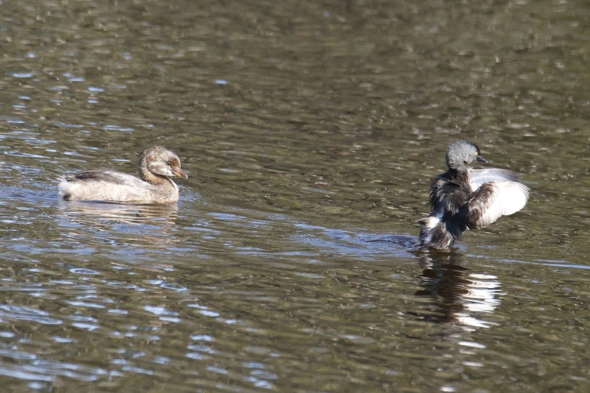 Least Grebe - ML644328176